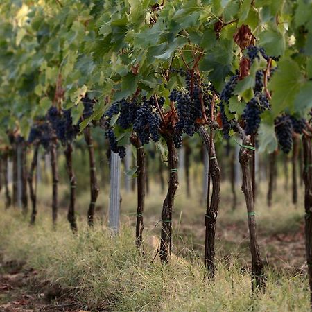 Agriturismo Casagrande Montepulciano Stazione Eksteriør billede